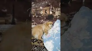 операция Юни не нужна