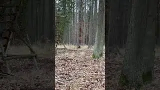 #охота #hunting #лес #forest #природа #загоннаяохота #косуля #охотассобакой