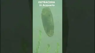 OSTRACODA in Acquario #shorts