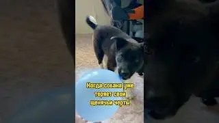 Когда собака уже теряет свои щенячьи черты 🥺❤️ #питомцы #щенок #собака #dog #puppy