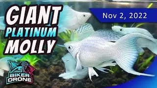 5 Facts about the Platinum King Balloon Molly