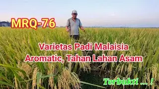 PADI MRQ-76, TAHAN ASEM ASEMAN || Padi Aromatik, Varietas Malaisia Terbaru.