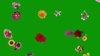 Free Green Screen : Flowers Falling
