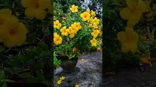 Yellow Flower 💛 #shorts #trending #discovery #yellowflower #flower