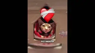 This family never gave up on their cat ❤️‍🩹