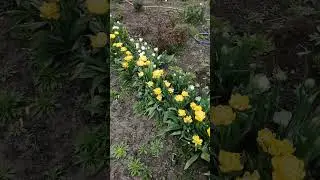 жёлтые тюльпаны.