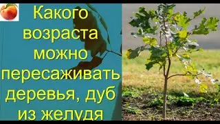 Саженцы деревьев Дуб какие имеют корни Почему пересаживать надо молодые деревья