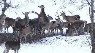 Олени. Молодые резвятся, строгий рогач следит за порядком || Red deer. Many females and one male