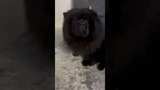 Миша защитник