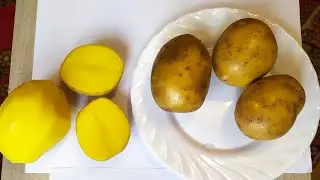 Обзор и сравнение картофеля сорта Гала и Мадейра