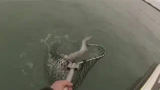 2018 Bondy Walleye and Bass Baits