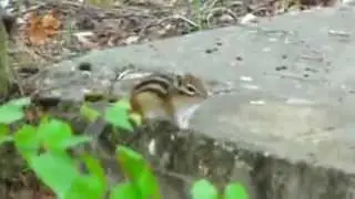 Бурундук не успел испугаться и удрать. Chipmunk, squirrel