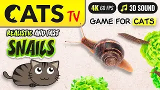 CATS TV - Realistic snails for cats 🐌 [Hide & Seek] 4K 🔴 😻📺 [4K]