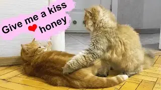 How to Win a Lady's Heart? 😘 Cats mate on a date!