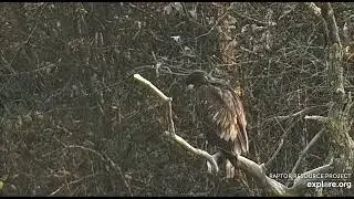 Decorah North Nest 11-1-24 Young osprey is ejected from his perch by big juvie BE