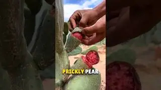 Fruit inside the Cactus