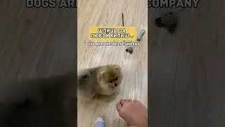 Хоть почесаться, хоть поесть - никаких проблем😎🐶