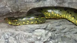 Giants Of The Jungle And Mind Blowing Facts You Never Knew About Anacondas