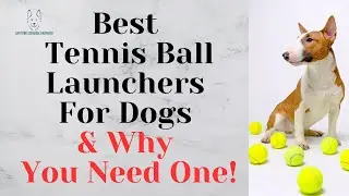 Best Tennis Ball Launchers For Dogs & Why You Need One!