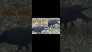 Crow's Favorite Food #animalshorts #birdlovers #shortsvideo