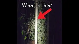 I Found Weird Lights Behind My House
