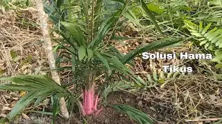 Cara mudah mengatasi hama tikus pada tanaman kelapa sawit