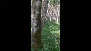 Деревья наших лесов. Береза и осина