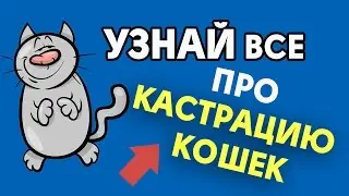 Кастрация кошек