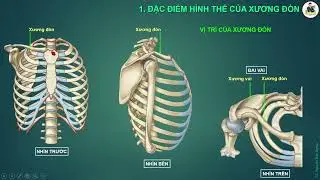 CHI TRÊN: XƯƠNG ĐÒN (PPT)