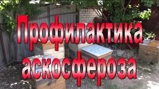 Профилактика аскосфероза