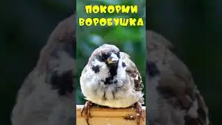 Покорми воробушка    #birds #sparrow