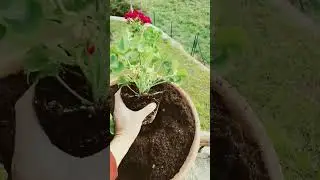 #gerani