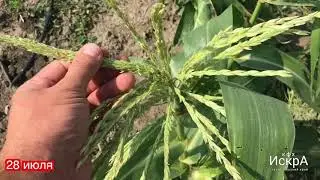 Сладкая кукуруза 🌽 Триполи F1