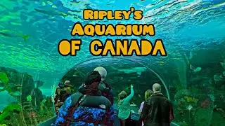 Ripley's Aquarium of Canada Toronto, Ontario | Ripley's Aquarium Tour | Toronto's Aquatic Marvel