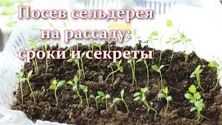 I'm sowing celery! Sowing celery for seedlings: how to get quick shoots