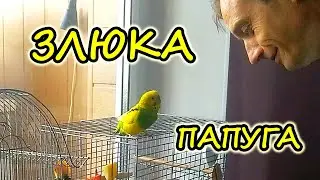 Budgerigar is angry. Funny parrots