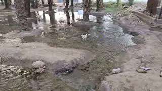curious chicken
