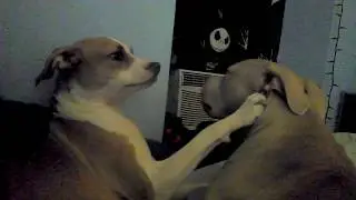 You guys are OBNOXIOUS! - Pitty and Italian Greagle argueing - ELY AND FRIENDS