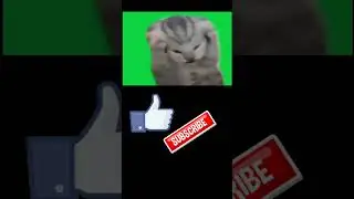 берите футаж с котом 