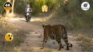 INCREDIBLE WILD ANIMALS INVADE CITIES AND ATTACK HUMAN - BEST OF THE YEAR