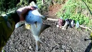 BREAM FISHING WITH FOAM. Donkey fishing from the shore. Fishing on the middle Volga.