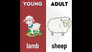 Animals and Their Young Ones