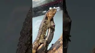 Rare Lizards Or Mini Crocodiles! #shorts #reptiles #animals #dinosaur #lizard #crocodile #rare