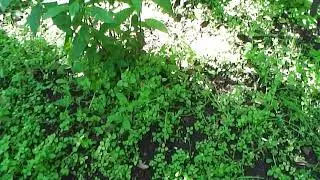 What milky weed seeds do I give my birds?