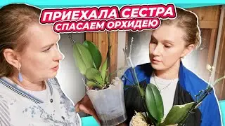 МИКРОВЛОГ |  НЕ ДАТЬ ПОГИБНУТЬ ЦВЕТЫ С РАСПРОДАЖИ ОРХИДЕИ ФАЛИНОПСИС