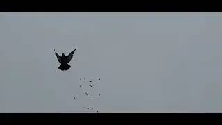 николаевские голуби г. Саки