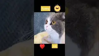 Kucing Menggemaskan #short #shorts #shortvideo #shortsvideo #shortfeed