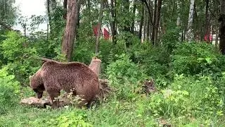 Каша была съедена на ночь вся