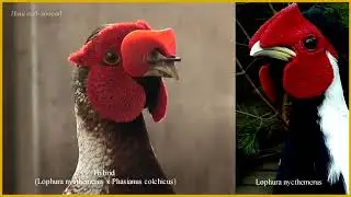Hybrid (Lophura nycthemerus х Phasianus colchicus)