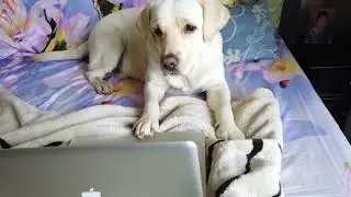 Dog Had A lot Of Things To Do Today But He Took A Nap